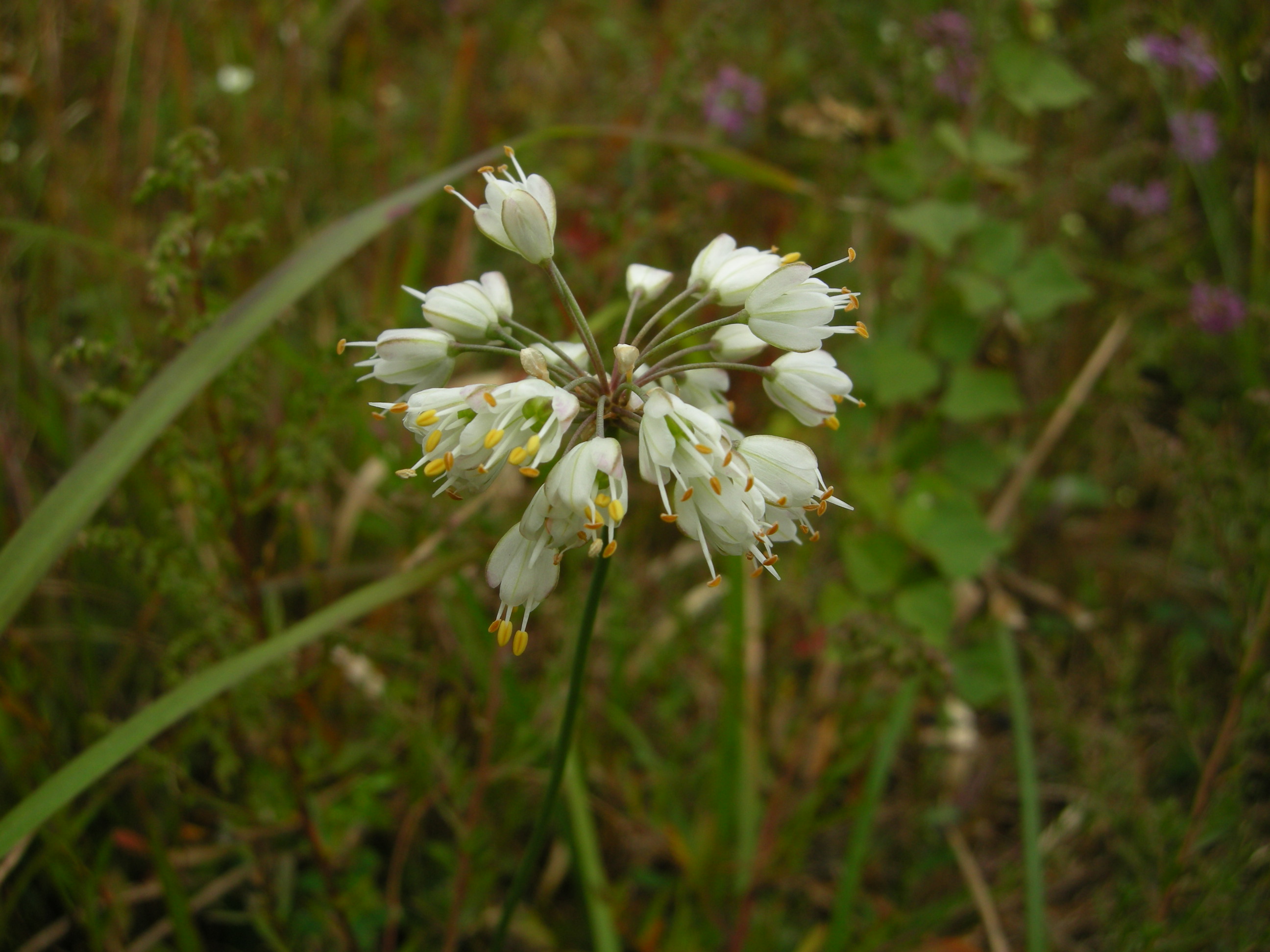20．《ヤマラッキョウ（山辣韭）》 | ニッセイ緑の財団ニュース